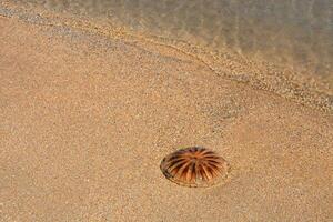 uma medusa em a de praia perto a água foto