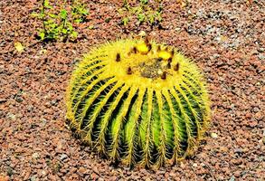 uma cacto plantar dentro a deserto com vermelho pedras foto