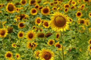 lindo campo do amarelo girassóis em uma fundo do azul céu com nuvens foto