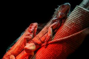 lindo iguana lagarto foto