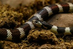 serpente lampropeltis getula califórnia foto
