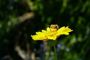 querida abelha encontro pólen dentro floresceu amarelo flor dentro jardim foto