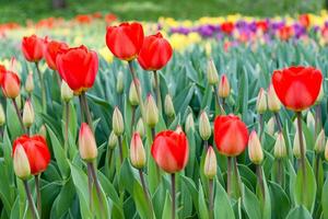 canteiros de flores e campos semeados com tulipas coloridas foto