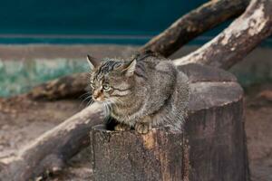 gato da floresta sentado em um toco de perto foto