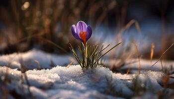 fresco açafrão e tulipa Flor dentro primavera gerado de ai foto