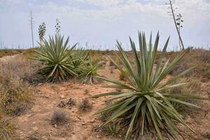 uma fundo com plantas dentro a deserto foto