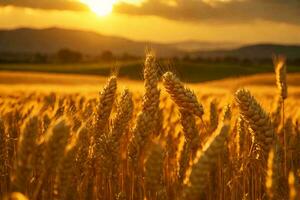 uma dourado trigo campo dentro a campo às pôr do sol. ai generativo foto