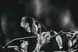 outono velho folhas dentro a frio luz do dia foto