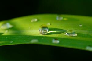 gotas em gren folha foto