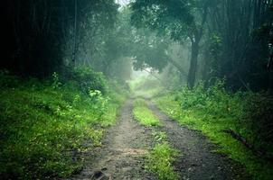 névoa em uma floresta foto