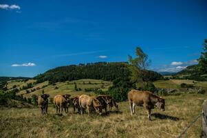 cevennes national park foto