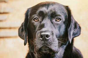 adulto cachorro retrato. Preto labrador retriever em uma bege fundo. foto