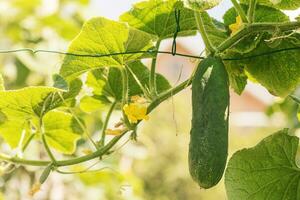 pepino plantar com amarelo flores e maduro verde pepino. legumes dentro a jardim. foto