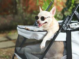 Castanho curto cabelo chihuahua cachorro vestindo oculos de sol, em pé dentro animal carrinho de criança dentro a jardim com verde plantar fundo. sorridente Felizmente. foto