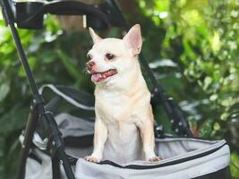 Castanho curto cabelo chihuahua cachorro em pé dentro animal carrinho de criança dentro a jardim. sorridente Felizmente. foto