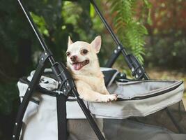 Castanho curto cabelo chihuahua sentado dentro animal carrinho de criança dentro a jardim. sorridente Felizmente. foto