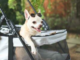 Castanho curto cabelo chihuahua cachorro vestindo oculos de sol em cabeça, sentado dentro animal carrinho de criança dentro a jardim com verde plantar fundo. sorridente Felizmente. foto