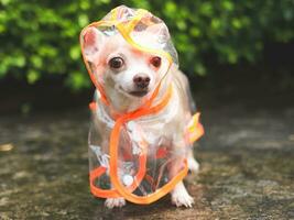 cachorro chihuahua de cabelo curto marrom vestindo capa de chuva em pé no chão de cimento no jardim, olhando para a câmera. foto