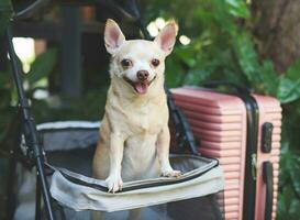 Castanho curto cabelo chihuahua cachorro em pé dentro animal carrinho de criança com Rosa mala de viagem dentro a jardim. sorridente Felizmente. feliz período de férias e viajando com animal conceito foto