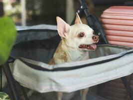 Castanho curto cabelo chihuahua cachorro sentado dentro animal carrinho de criança com Rosa mala de viagem dentro a jardim. sorridente Felizmente. feliz período de férias e viajando com animal conceito foto