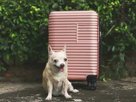 Castanho curto cabelo chihuahua cachorro sentado com Rosa mala de viagem dentro a jardim. sorridente Felizmente. feliz período de férias e viajando com animal conceito foto