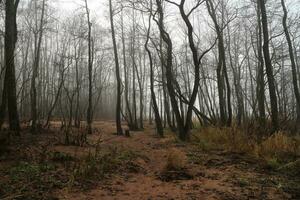 Sombrio árvore roupa de baixo, manhã névoa, outono floresta panorama foto
