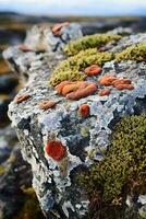 fechar acima do colorida líquenes crescendo em uma Rocha dentro a tundra. vários tons do verde, amarelo, laranja, e vermelho, e elas contraste belas com a cinzento Rocha. foto