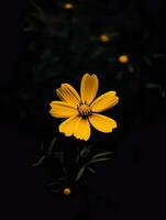 ai generativo solteiro amarelo flor dentro uma Sombrio foto