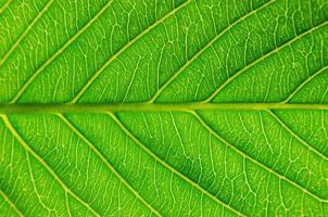textura de folhas verdes e fibra de folha, plano de fundo por folha verde. foto
