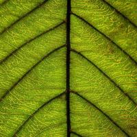 textura de folhas verdes e fibra de folha, papel de parede por detalhe de folha verde foto