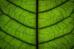 textura de folhas verdes e fibra de folha, papel de parede por detalhe de folha verde foto