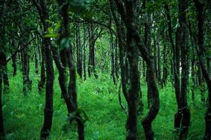 fundo verde da floresta. foto