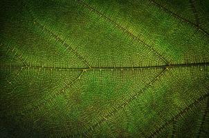 textura de folhas verdes e fibra de folha, papel de parede por detalhe de folha verde foto