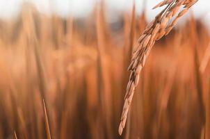 arroz em casca e semente de arroz na fazenda, campo de arroz orgânico e agricultura. foto