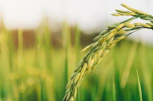 arroz em casca e semente de arroz na fazenda, campo de arroz orgânico e agricultura. foto