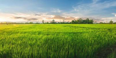 paisagem de arroz e sementes de arroz na fazenda com lindo céu azul foto