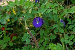 a telang flor plantar que tem a científico nome clitoria ternatea eu. é adequado para natural fundos foto