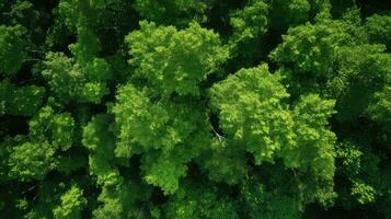 bosque a sobrecarga árvore fronteira topo Visão ai gerado foto