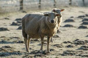 ovelhas na alemanha foto