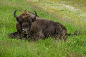 búfalo reserva sainte Eulália en Margeride, Lozere, França foto