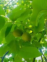 fresco nozes dentro verde casca em árvore ramo foto