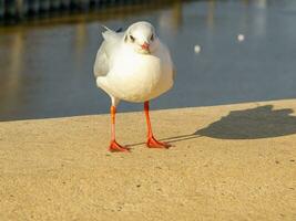 a ilha de spiekeroog foto