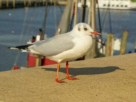 a ilha de spiekeroog foto