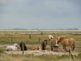 a ilha de spiekeroog foto