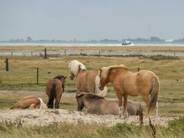 a ilha de spiekeroog foto