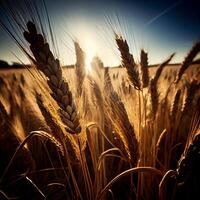 dourado cereal plantas aquecer dentro vibrante luz solar gerado de ai foto