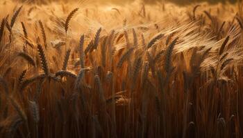 dourado trigo Campos brilho às colheita pôr do sol gerado de ai foto