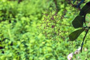 cotinus coggygria, rhus cotino, árvore de fumaça, fumaça árvore, fumaça arbusto, ou tinturaria sumagre é uma espécies do floração plantar. natural verde e Rosa flor fundo foto