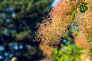 cotinus coggygria, rhus cotino, árvore de fumaça, fumaça árvore, fumaça arbusto, ou tinturaria sumagre é uma espécies do floração plantar. natural verde e Rosa flor fundo foto