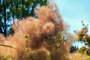 cotinus coggygria, rhus cotino, árvore de fumaça, fumaça árvore, fumaça arbusto, ou tinturaria sumagre é uma espécies do floração plantar. natural verde e Rosa flor fundo foto